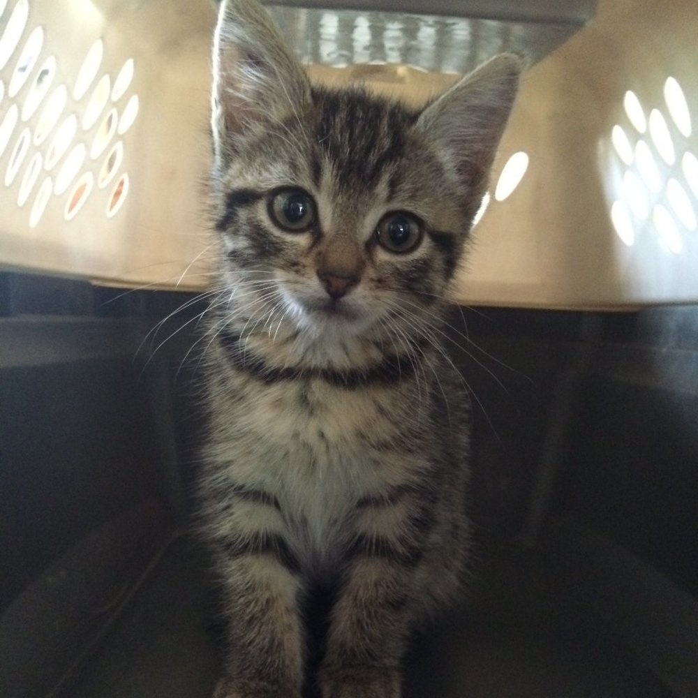 Meet your Posher, Haley